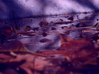 Leaves in the abstract river