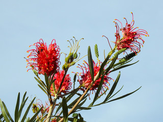 Close-up of some strange and beautiful flowers (Grevilleas), brightly colored, which has long green leaves. Sunlit scene on a clear, sunny, blue sky day.