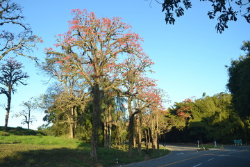 Obraz premium NATUREZA