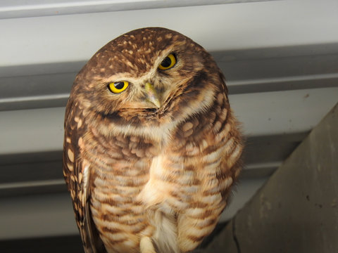 Close-up Of A Cute Burrowing Owl In A Garage Roof Gap, Head Tilted, With A Doubtful Look. Yellow Eyes.