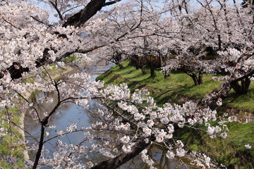 川沿いの桜並木