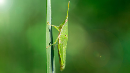 green locust climbing a blade of grass. grasshoppers are part of the orthoptera family, they have strong posterior legs to jump far. this one looks like a unicorn with its long antennas. Thailand