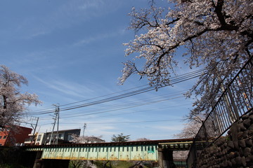 鉄橋と桜