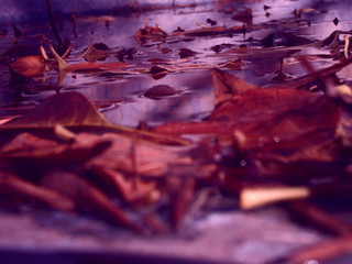 Leaves in the abstract river, abstract nature
