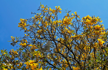 Yellow tree flowers and blue sky