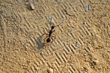 Ant on the ground