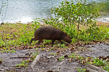 Capybara grazing (Hydrochoerus hydrochaeris)