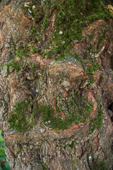 The texture of the trunk of an old tree.