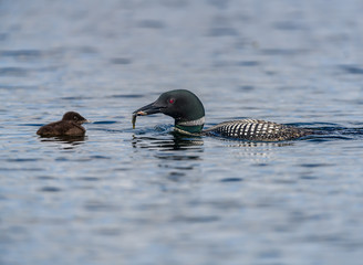 Common  Loon Feeding its Chick