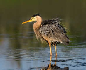 Puffed Great Blue Heron Portrait on Green Background