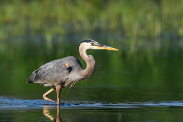 Great Blue Heron Portrait on Green Background