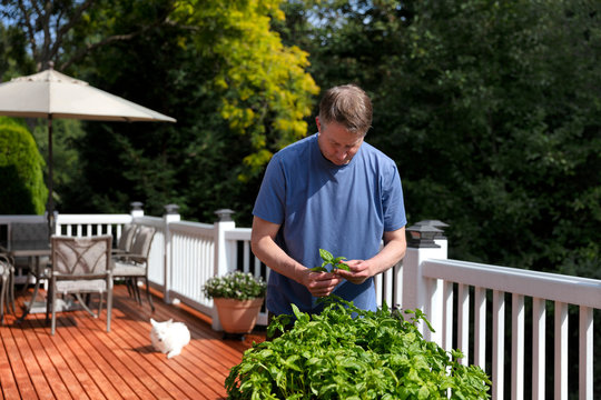 Mature Man Inspecting Fresh Basil Plants On Outdoor Home Deck