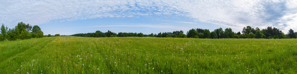 Field with grass and blossoms. countryside landscape