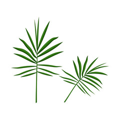tropical leaves of palm isolated on white background