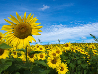 Sunflowers in Bloom at Colby Farm