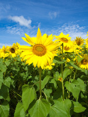 Sunflowers in Bloom at Colby Farm