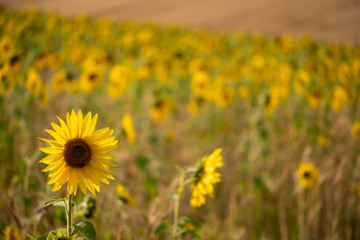Sunflowers in a field in Chorleywood, Hertfordshire UK. The sunflowers are grown for their seeds. 