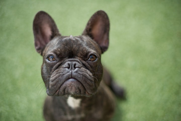 Bouledogue Français 