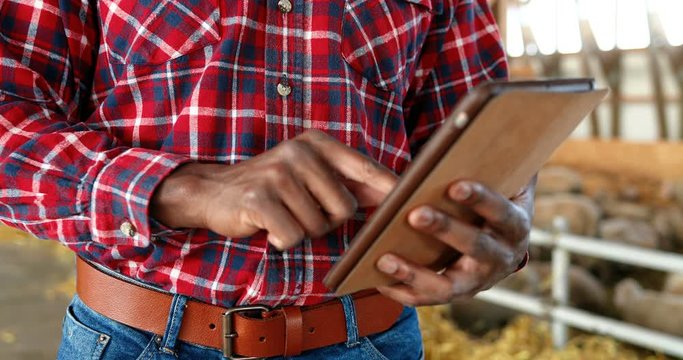 Close up of tablet device in male African American hands of young modern farmer in shed with cattle. Man shepherd tapping and scrolling on gadget computer indoors the stable with sheep flock.