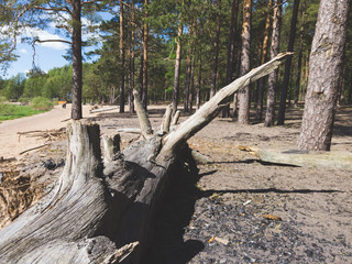 Fototapeta na wymiar Trunk of a fallen dry tree. pine log