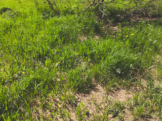 Obraz premium Blades of grass. plant stems