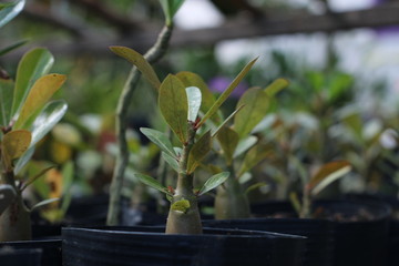 enxerto de Rosas do deserto plantadas em vazos