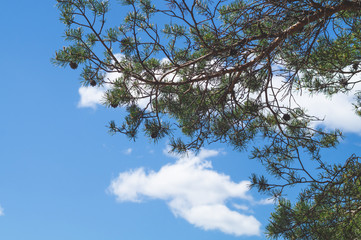 Pine tree branches against the blue sky