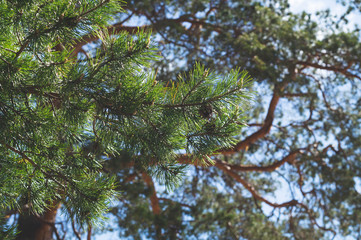 Pine tree branches against the blue sky