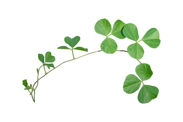 Vine plant ivy isolate on white background. Clipping path