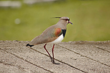 quero quero - giane pereira 