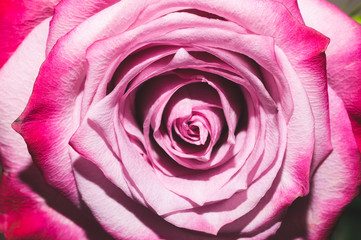 Pink rose close up. flower petals