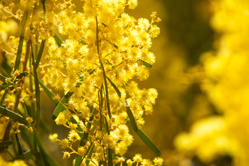 Bright and sunshine yellow, the golden wattle is an Australian native that has masses of delicate flowers that attracts both birds and insects.