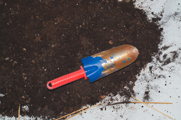 Garden shovel. old soil from flower pot. plant transplanting process