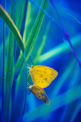 Yellow Butterfly on grass leaf nature, outdoor