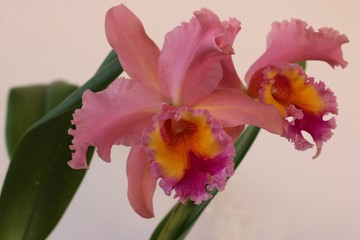 Orquídeas brancas amarelas com vermelho rosa lilas 