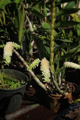 Orquídea branca plantada em vazo com tronco verde