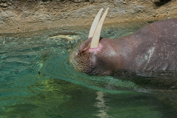 2020-08-11 A LARGE MALE WALRUS SWIMMING UPSIDE DOWN EXPOSING HIS TUSKS