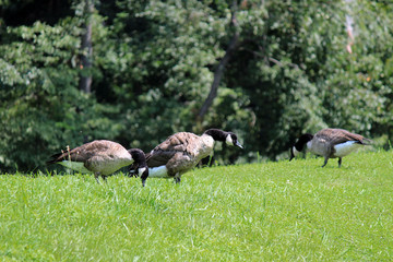 Geese in field by lake