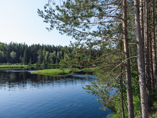 Pine trees on the shore. forest lake on the background