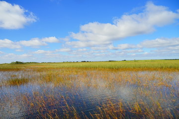 Fototapeta premium everglades national park landscape 