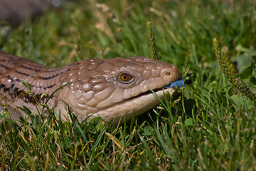 2020-08-11 A CLOSE UP OF AN AUSTRALIAN BLUE TOUNGED SKINKS
