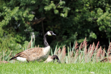 Geese in field by lake