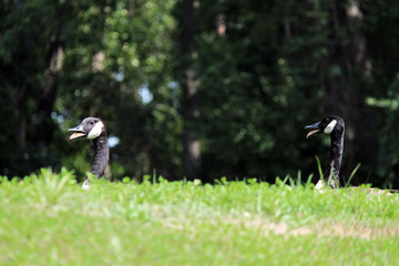 Geese in field by lake
