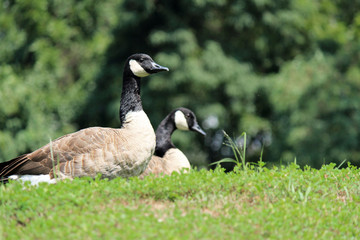 Geese in field by lake