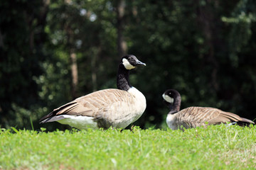 Geese in field by lake