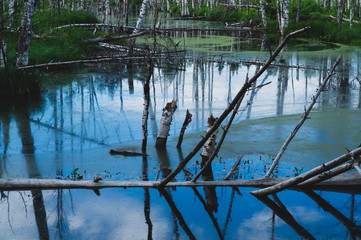 Flooded forest. trunks of birch trees in water. overgrown woodland