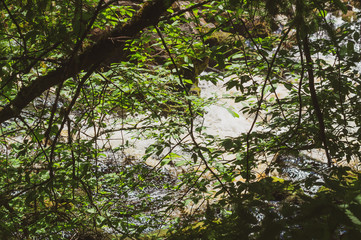 View through the foliage in the forest. river flows behind the trees. green leaves on the branches