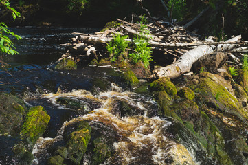 River in the forest. rocky watercourse. water flow. woodland creek. brook on a summer day