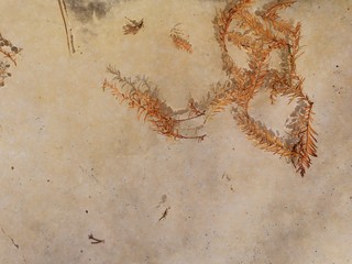 Branches and shadows in the water