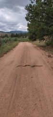 snake across the road